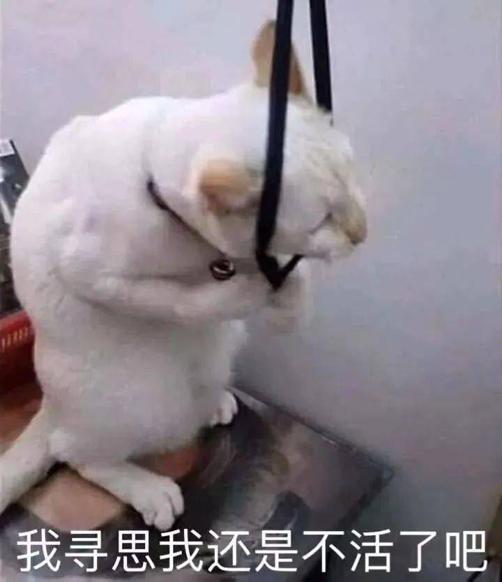 搞笑沙雕的表情包(如何制作自己的微信表情包)