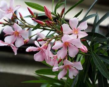 養(yǎng)花閑意唯美句子