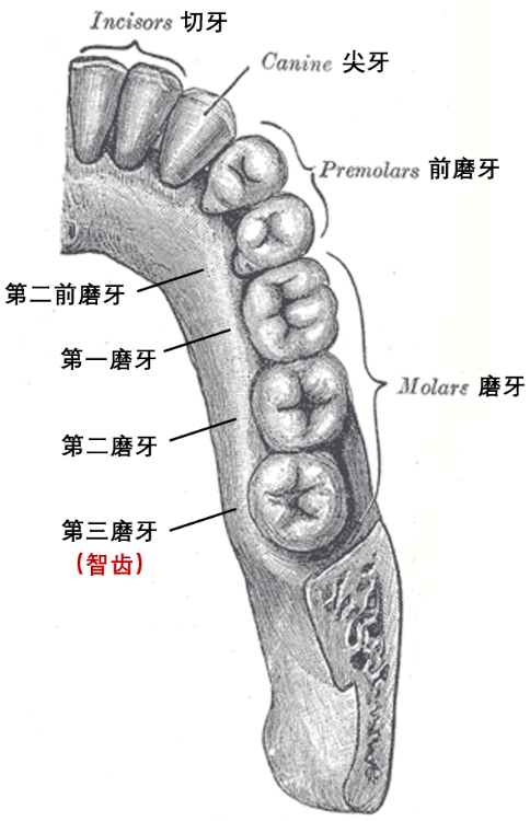 長得最晚還愛惹麻煩，智齒的作用竟然是：證明人類的長壽基因？