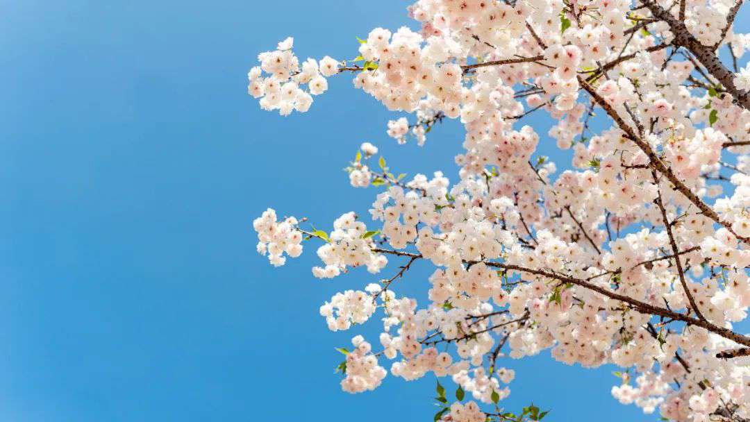 10首清明詩詞，落花飛絮，春意闌珊，最美人間四月天