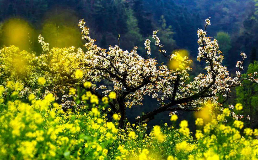 10首清明詩詞，落花飛絮，春意闌珊，最美人間四月天