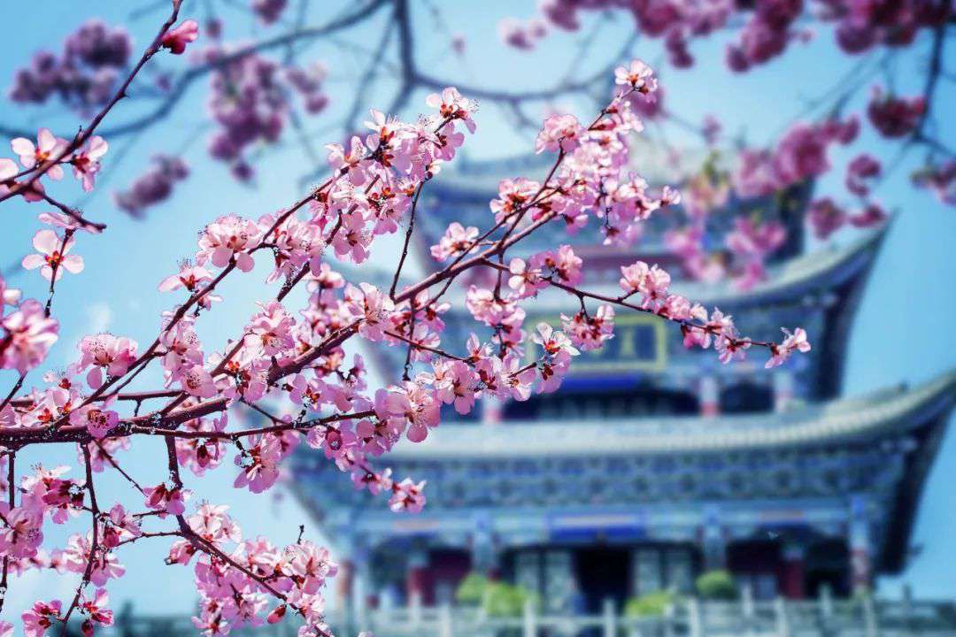 10首清明詩詞，落花飛絮，春意闌珊，最美人間四月天