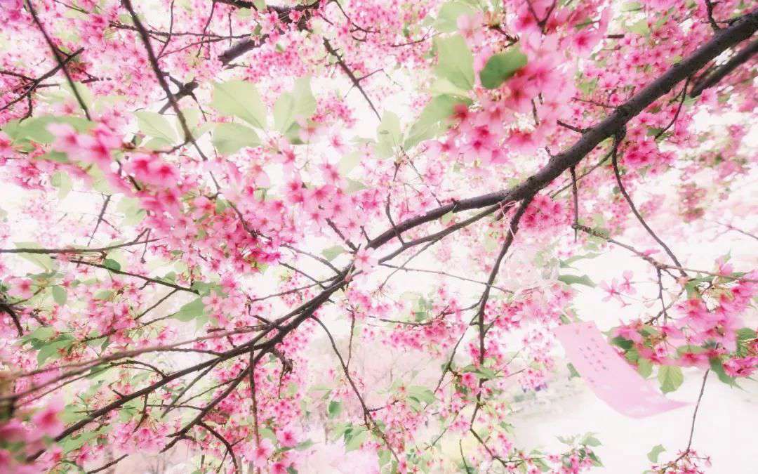 10首清明詩詞，落花飛絮，春意闌珊，最美人間四月天