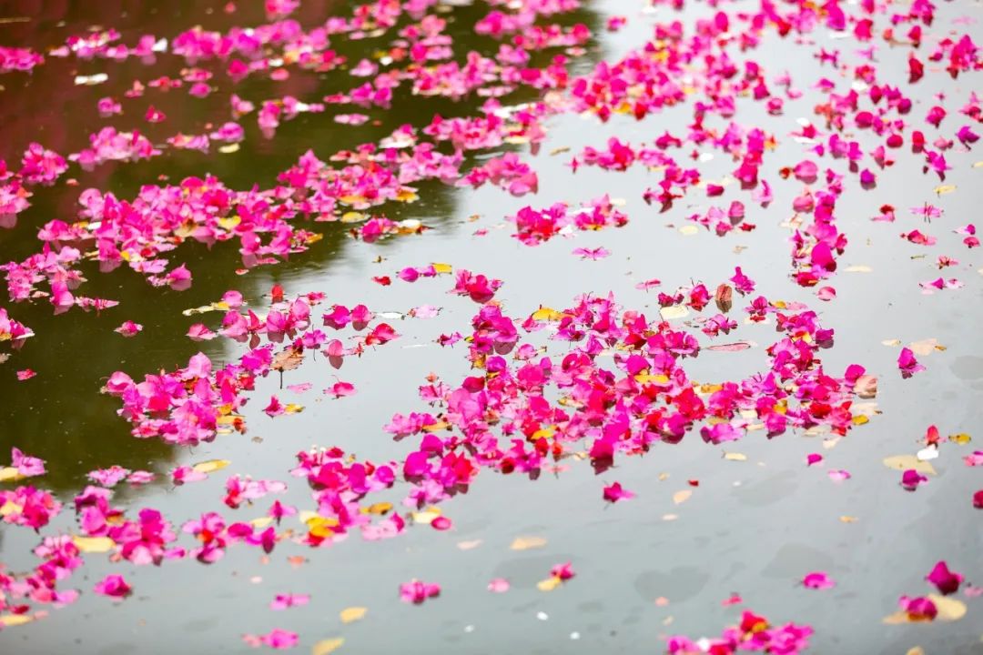 朋友圈曬花的唯美句子,落花的唯美詩詞句子