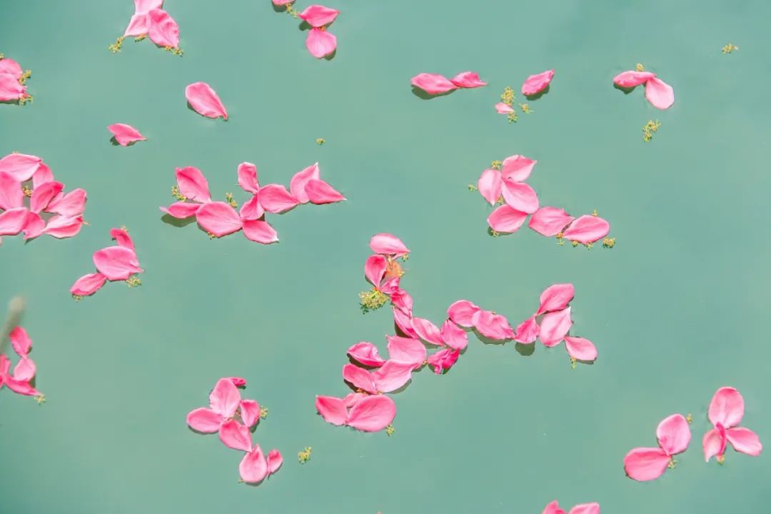 朋友圈曬花的唯美句子,落花的唯美詩詞句子