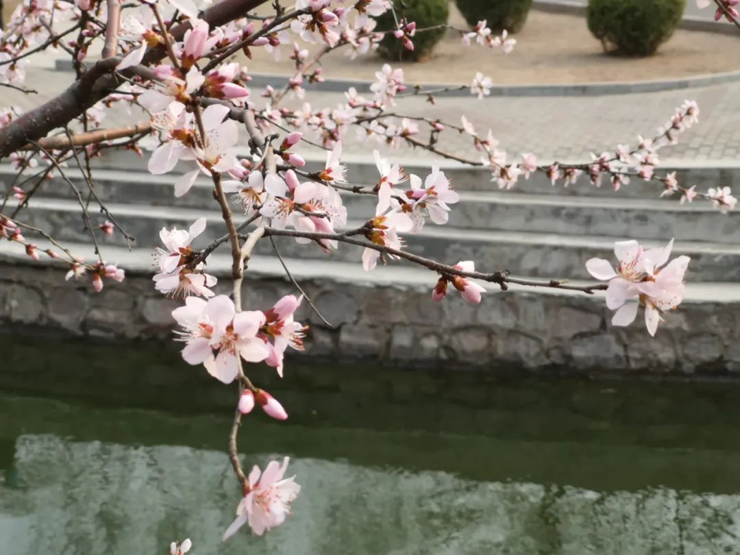 朋友圈曬花的唯美句子,落花的唯美詩詞句子
