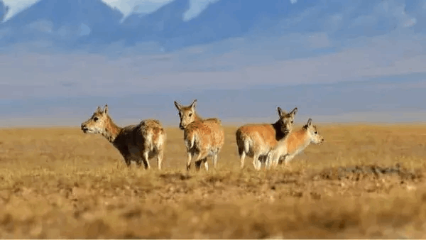 柴達木盆地氣候的“前世今生”，以前曾是廣闊水域……