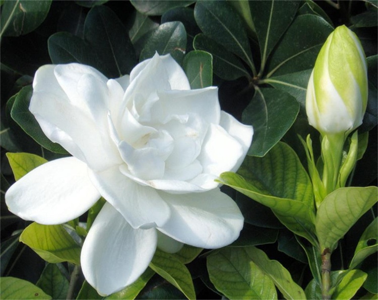 梔子花養(yǎng)在家中怎么樣？梔子花種植在家中都有什么說(shuō)法