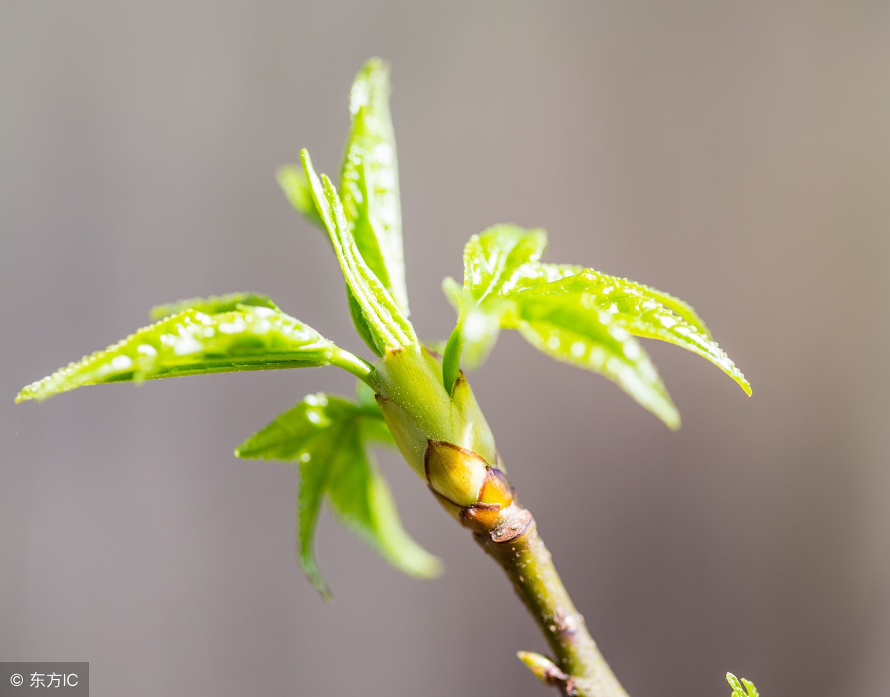 原來農(nóng)村養(yǎng)蠶，沒有桑葉還可以用這些東西喂養(yǎng)，先收藏了