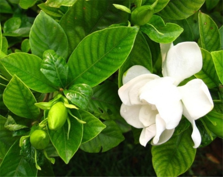 梔子花養(yǎng)在家中怎么樣？梔子花種植在家中都有什么說(shuō)法