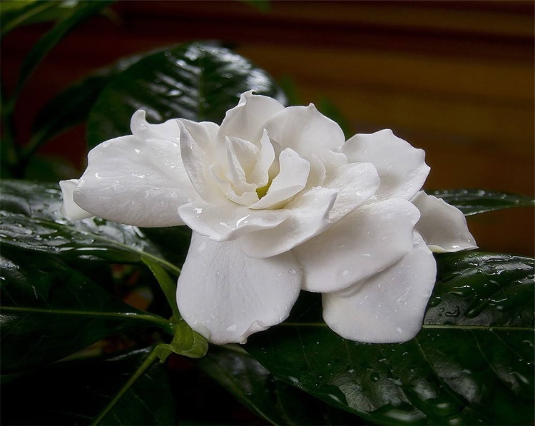 梔子花養(yǎng)在家中怎么樣？梔子花種植在家中都有什么說(shuō)法