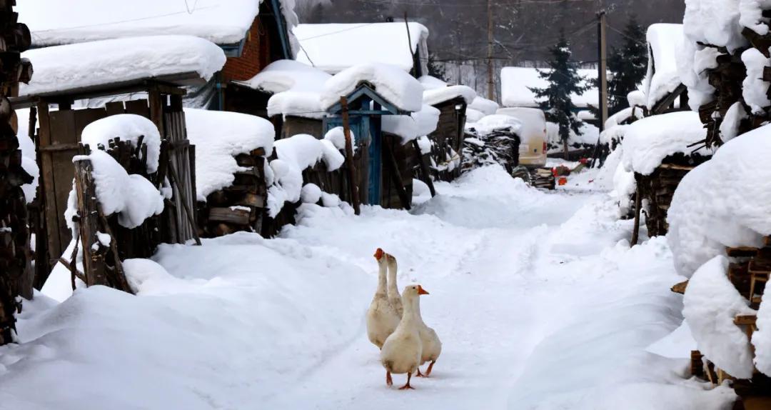 中國雪鄉在哪個城市及成因(怎么去雪鄉最方便)