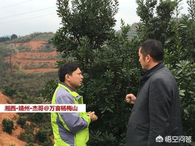 中國楊梅哪里的最有名（什么品種楊梅最好吃）