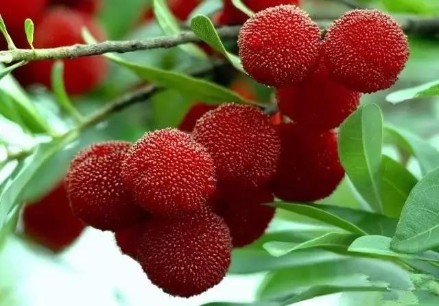 中國楊梅哪里的最有名（什么品種楊梅最好吃）