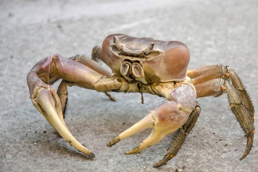 中國十大毒螃蟹圖片（中國最有名的螃蟹排名前10）