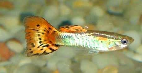 孔雀魚水溫多少度合適，孔雀魚適合在多少度水溫里養