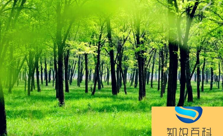 關于綠樹成蔭的詩句有哪些