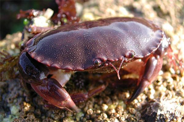 中國十大毒螃蟹圖片（中國最有名的螃蟹排名前10）