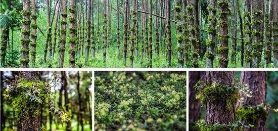 中華九大仙草排行榜排名（九大仙草的功效與作用）