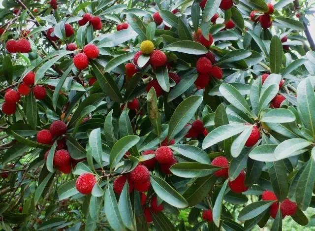 中國楊梅哪里的最有名（什么品種楊梅最好吃）