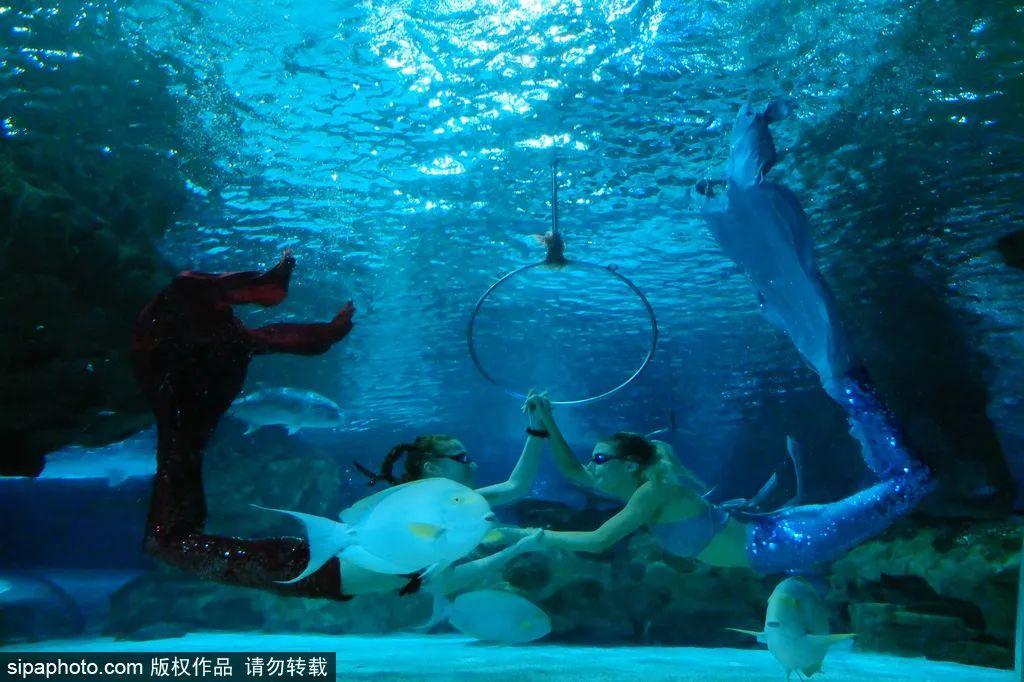 中國最大的海洋館排名前十(中國最好水族館的排行)