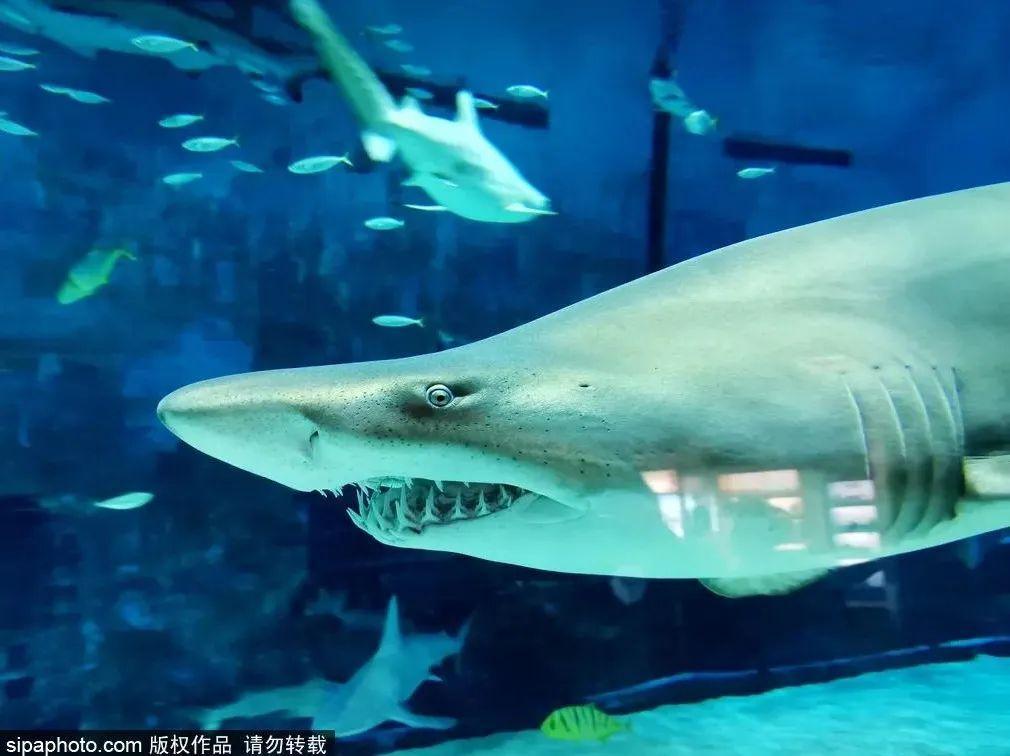 中國最大的海洋館排名前十(中國最好水族館的排行)