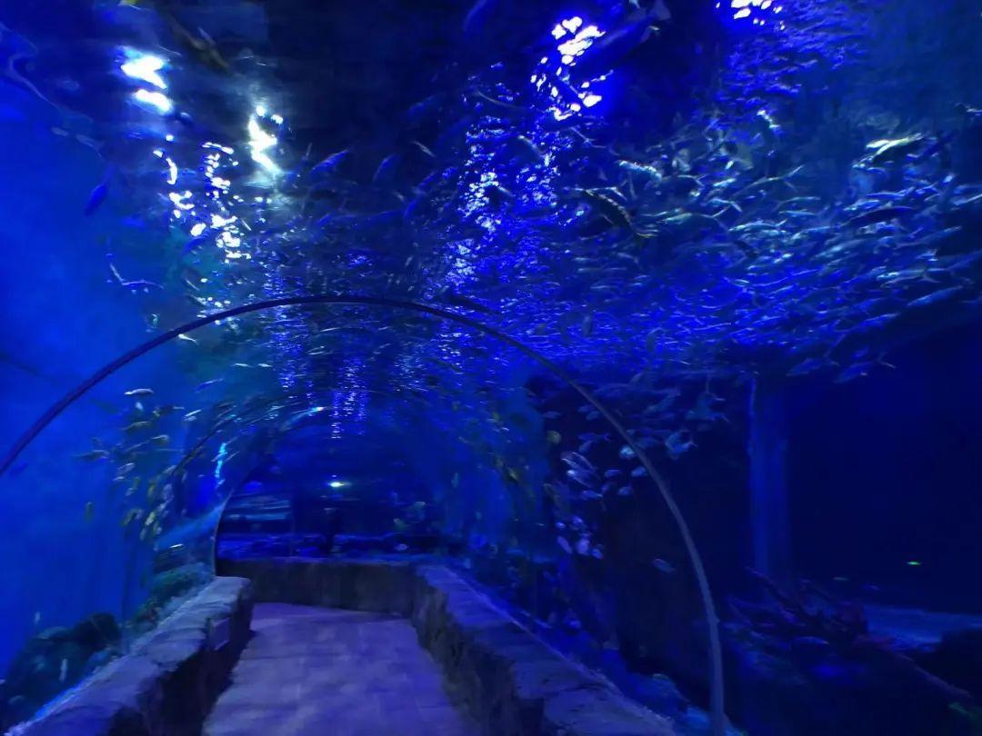 中國最大的海洋館排名前十(中國最好水族館的排行)