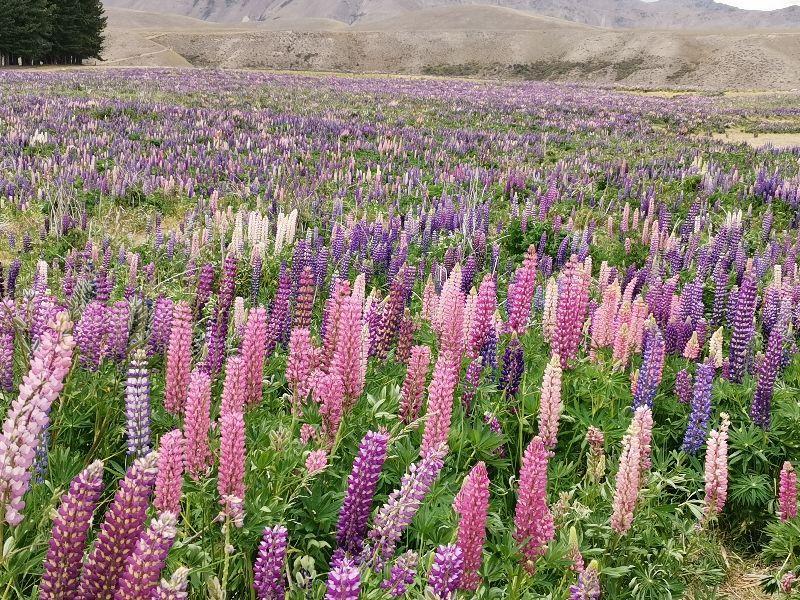 去一趟新西蘭要花多少錢（去新西蘭旅游多少錢）