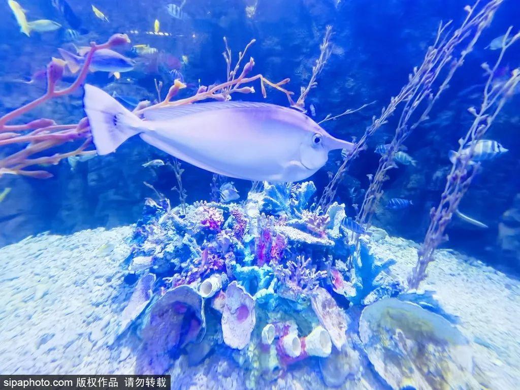 中國最大的海洋館排名前十(中國最好水族館的排行)