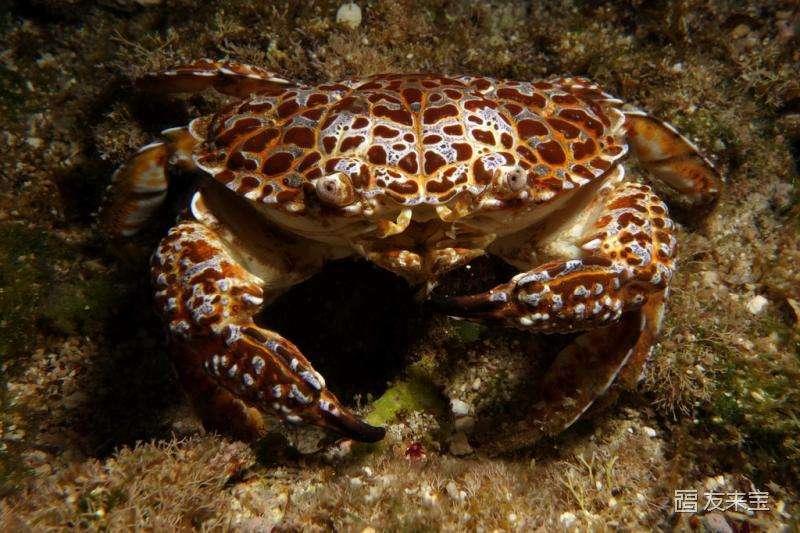 中國十大毒螃蟹圖片（中國最有名的螃蟹排名前10）