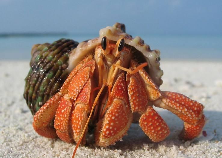 中國十大毒螃蟹圖片（中國最有名的螃蟹排名前10）