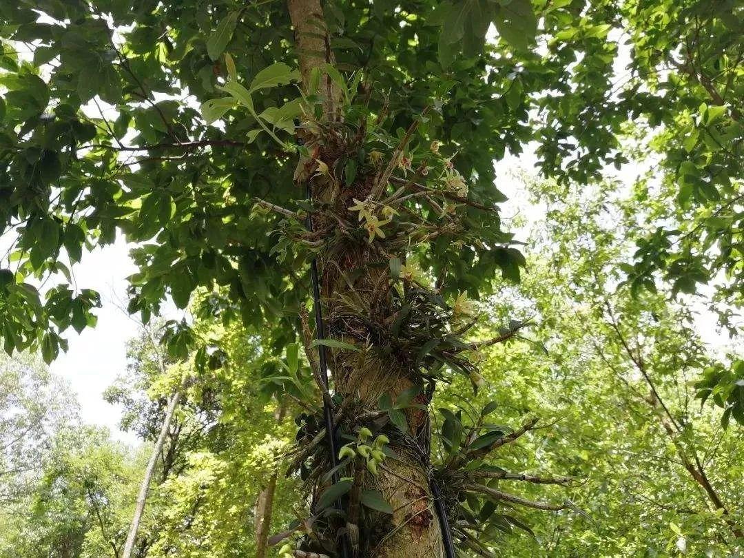 中華九大仙草排行榜排名（九大仙草的功效與作用）