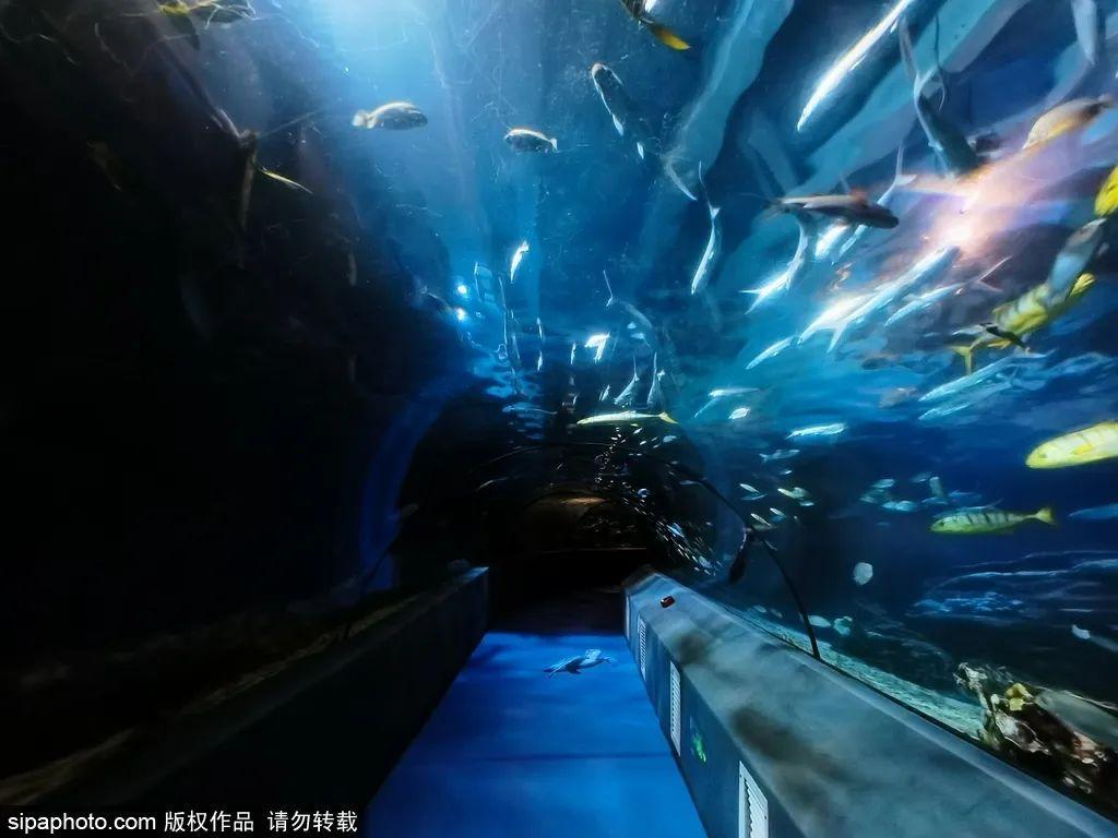 中國最大的海洋館排名前十(中國最好水族館的排行)