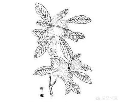 中國楊梅哪里的最有名（什么品種楊梅最好吃）