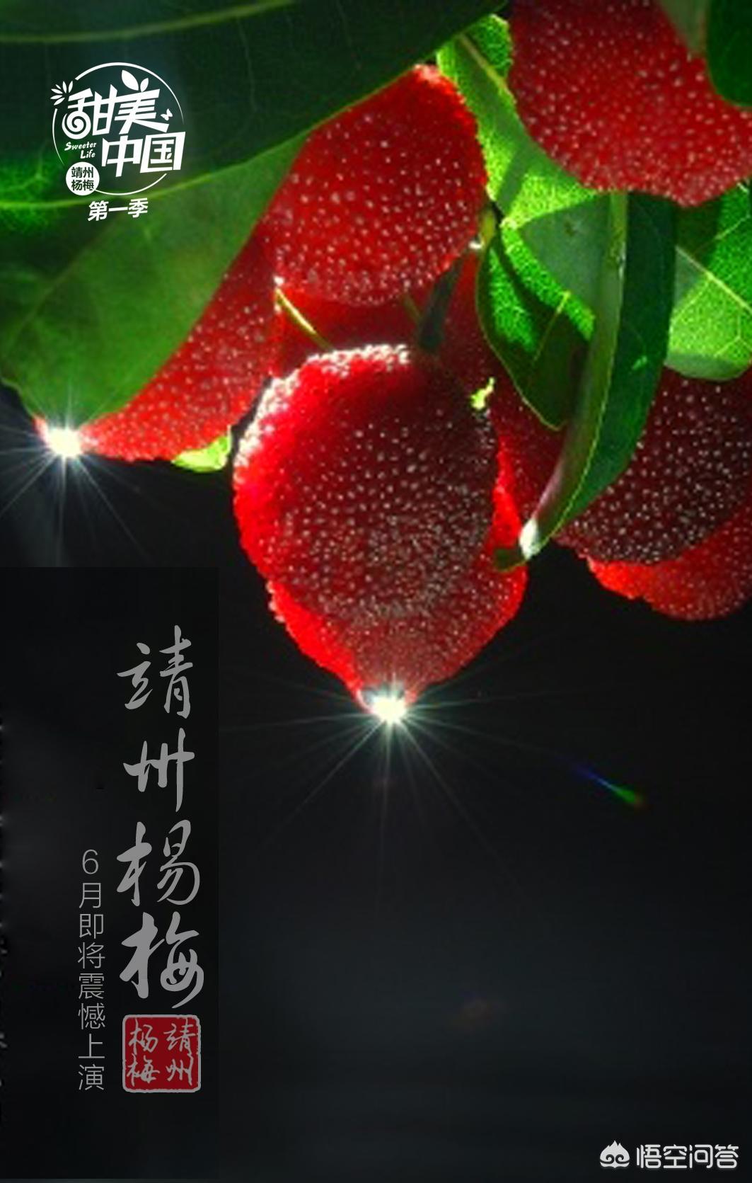 中國楊梅哪里的最有名（什么品種楊梅最好吃）