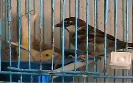 麻雀為什么是跳著走路的 麻雀為什么是跳著走的