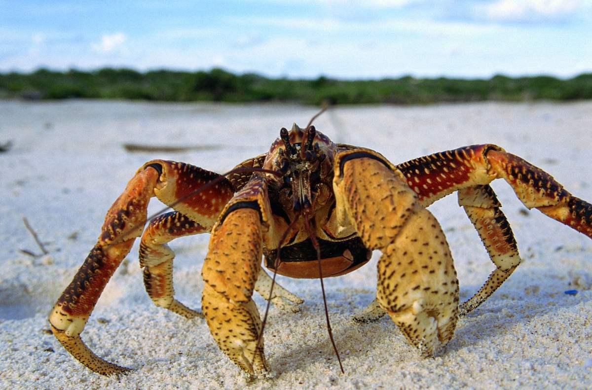 中國十大毒螃蟹圖片（中國最有名的螃蟹排名前10）