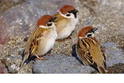 麻雀為什么是跳著走路的 麻雀為什么是跳著走的