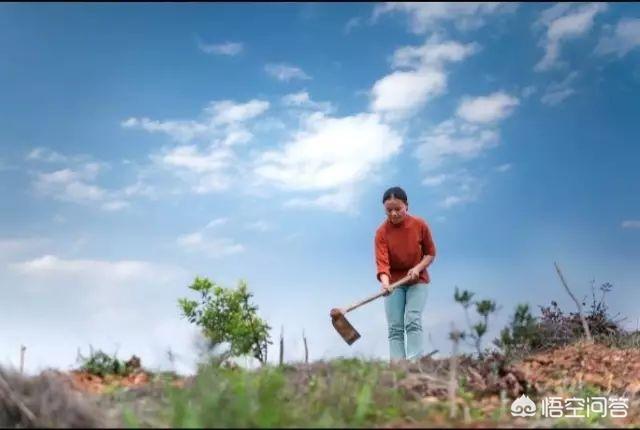 中國楊梅哪里的最有名（什么品種楊梅最好吃）