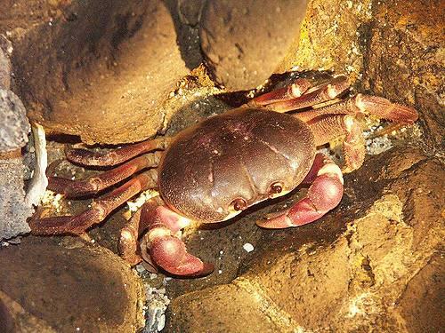 中國十大毒螃蟹圖片（中國最有名的螃蟹排名前10）