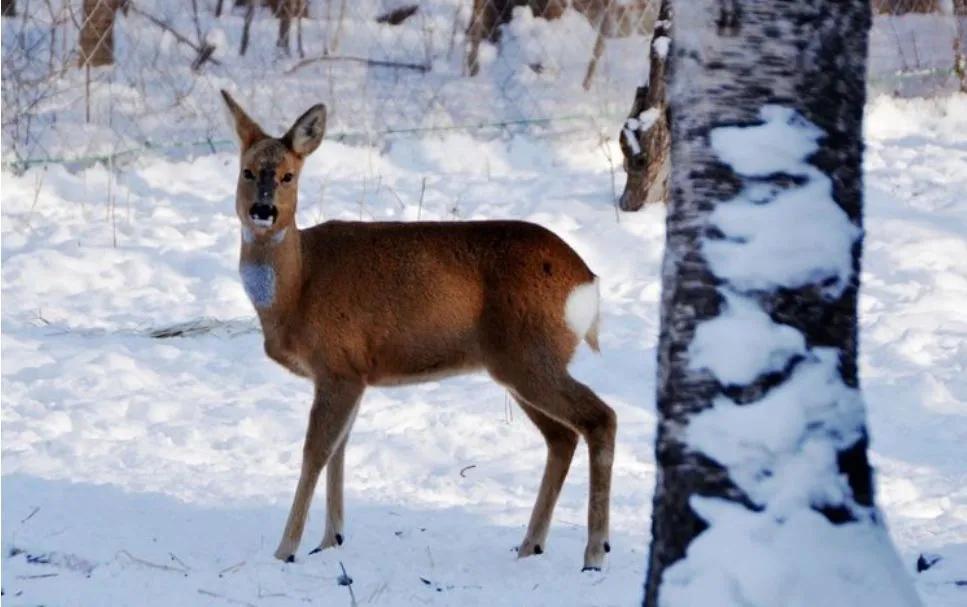 中國雪鄉在哪個城市及成因(怎么去雪鄉最方便)