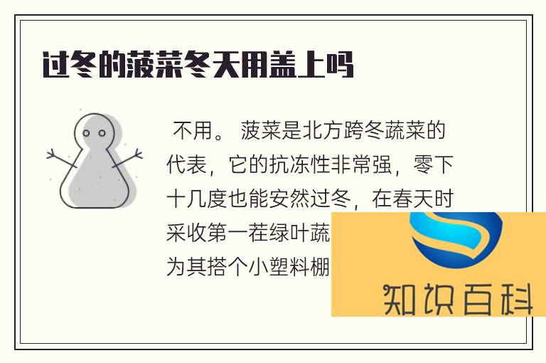 過冬的菠菜冬天用蓋上嗎