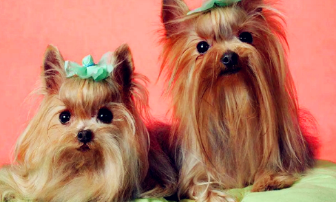 約克夏幼犬突然拉肚子怎么回事