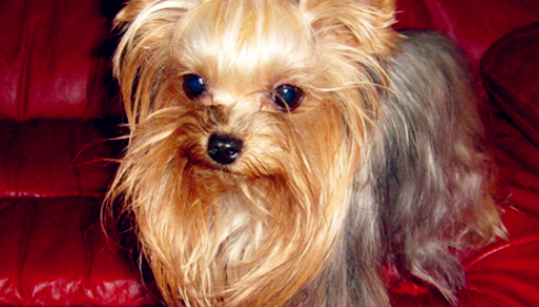 約克夏幼犬突然拉肚子怎么回事