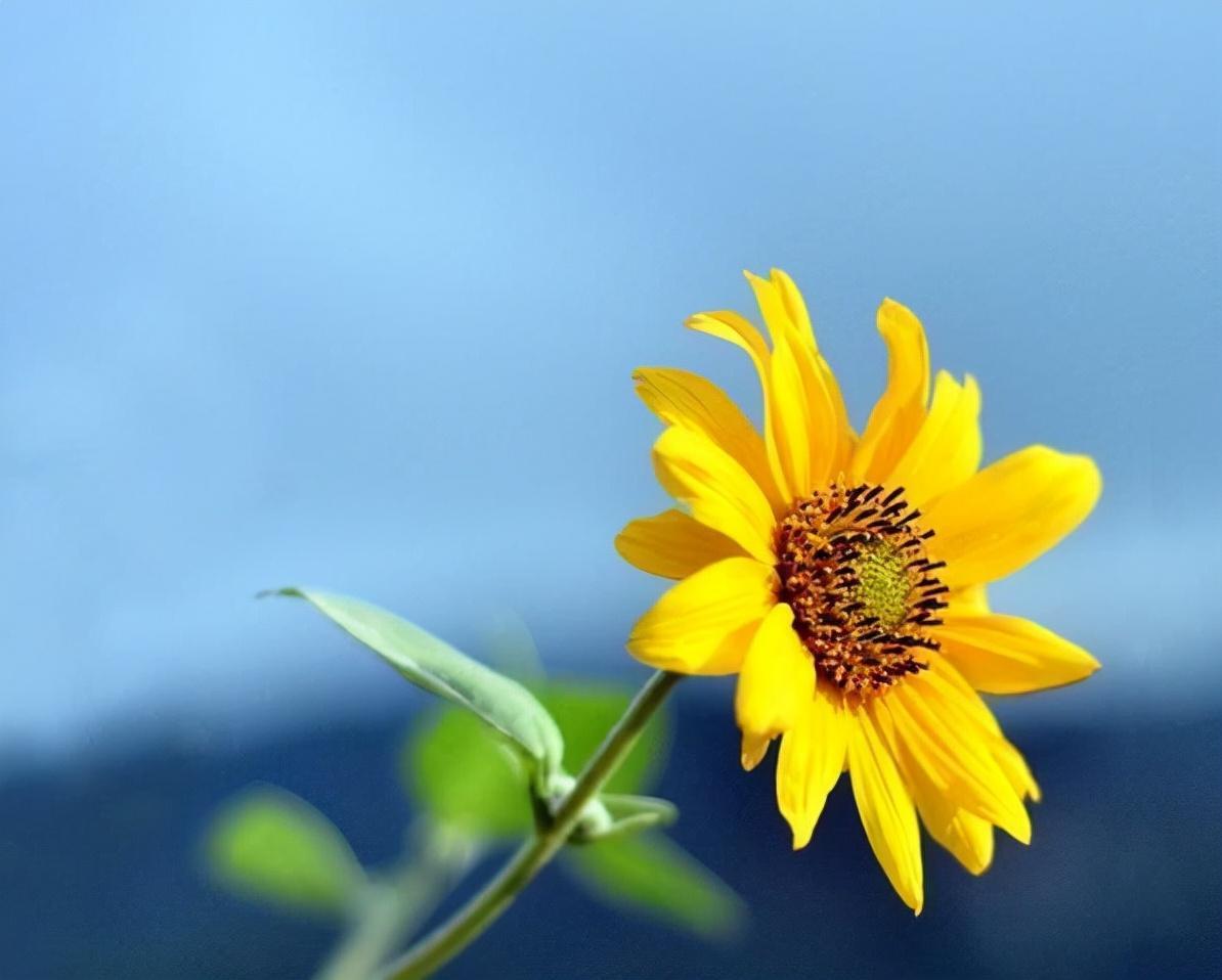 向日葵的花語(向日葵的四種寓意)